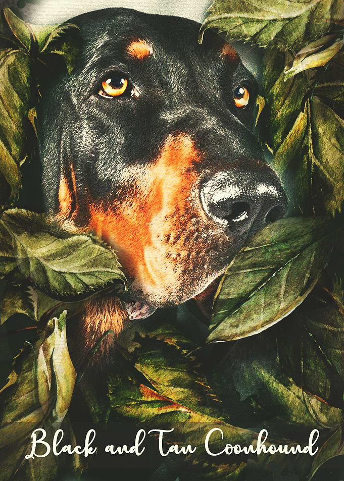 Black and Tan Coonhound