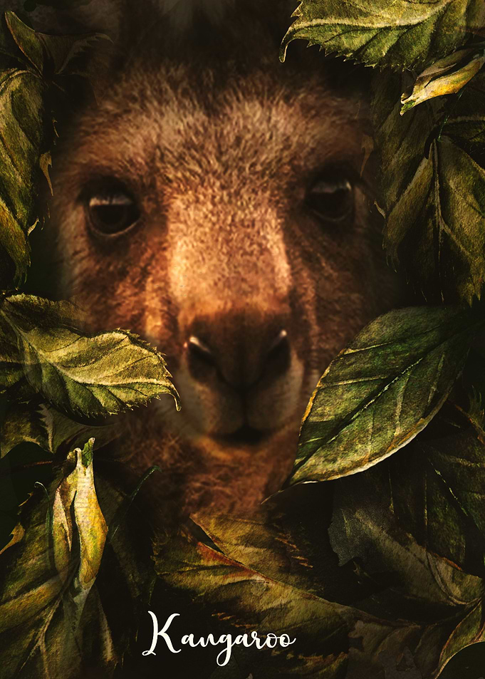 Kangaroo