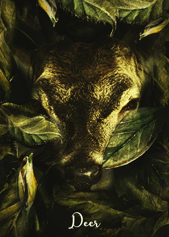 Deer