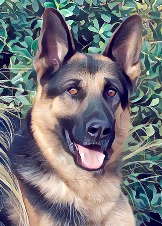 German shepherd