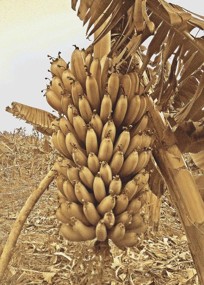 Dry Banana