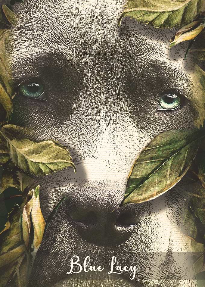 Blue Lacy