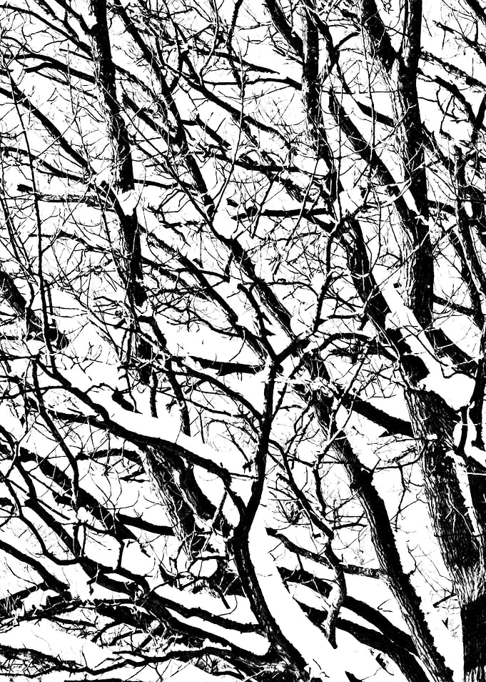 Oak Tree In Winter Left