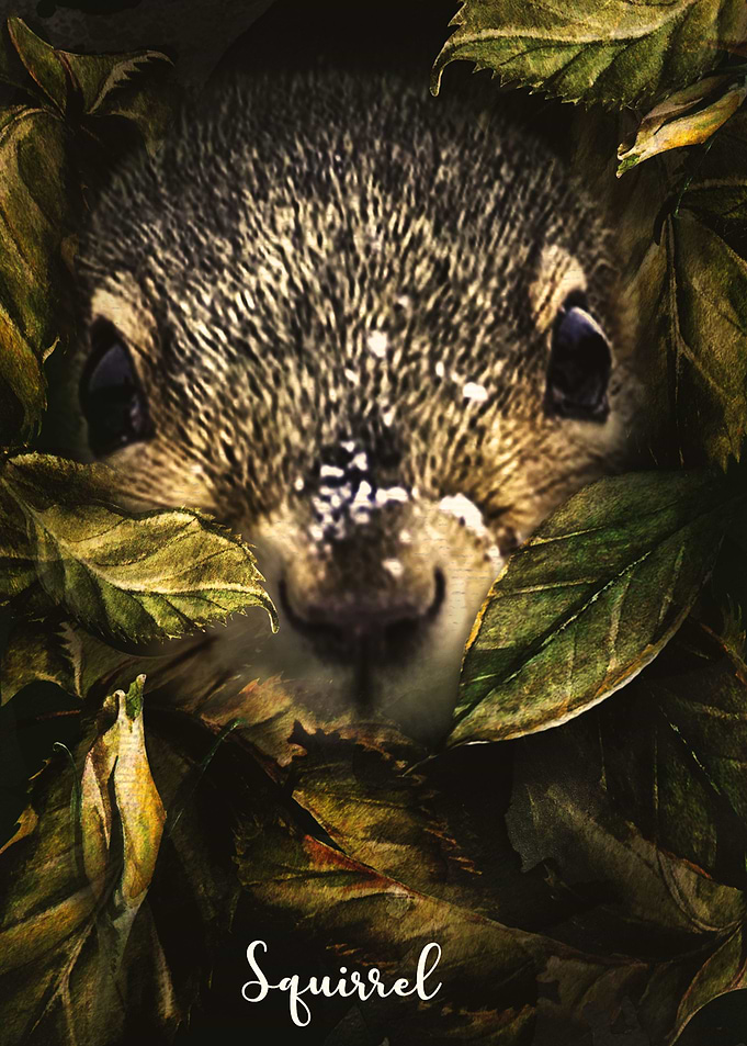 Squirrel