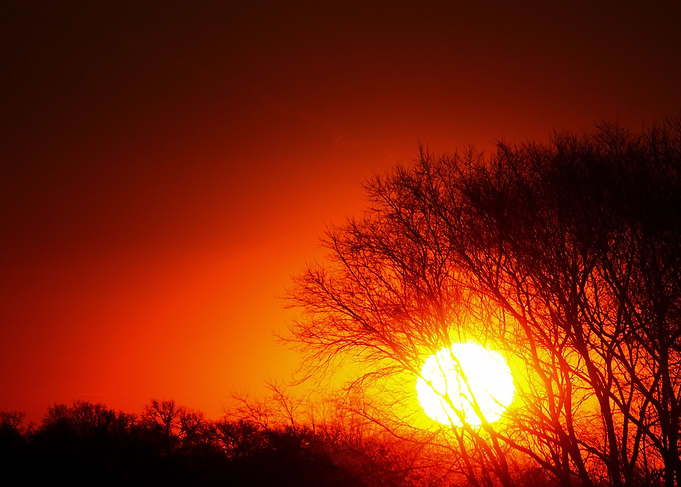 Sunrise over Trees