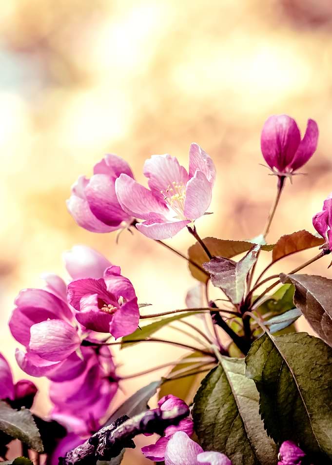 Pink Beige Apple Flowers
