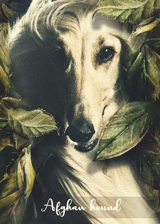 Afghan hound
