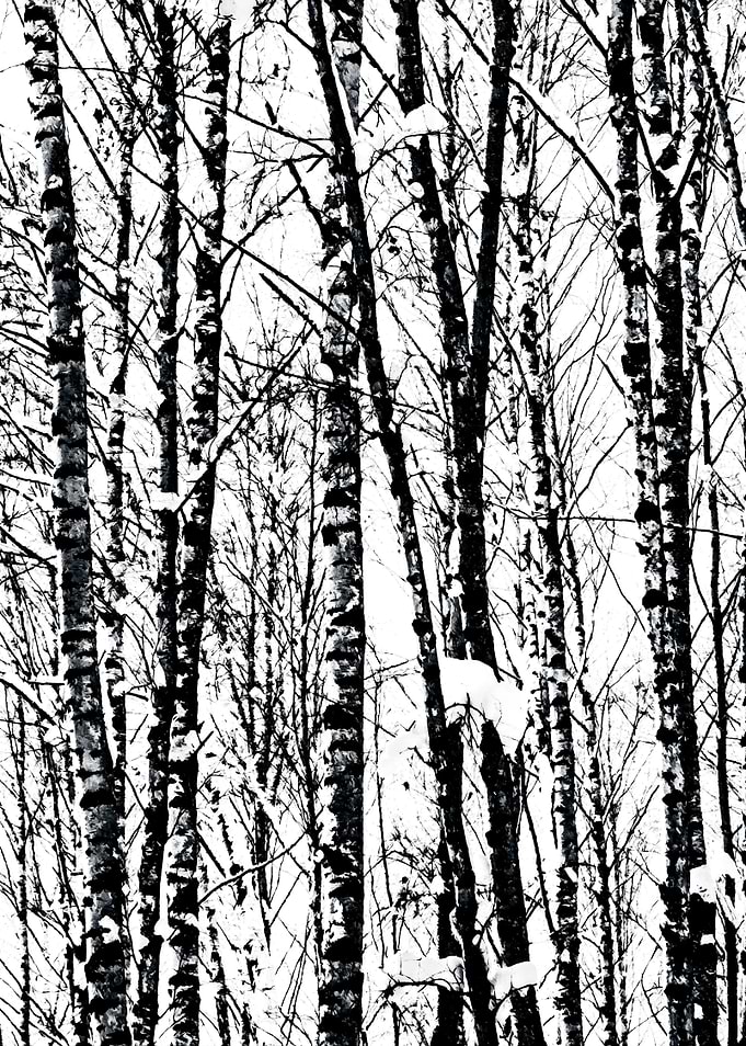 Winter Snow Birch Trees