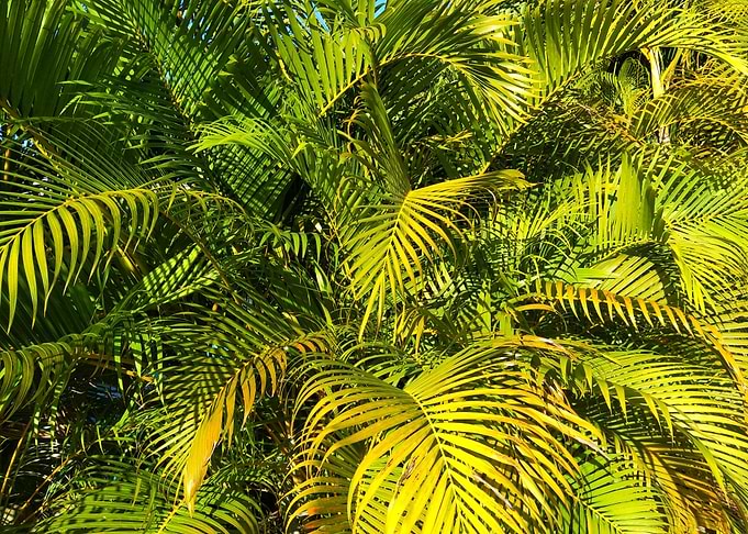limegreen Palmleaves