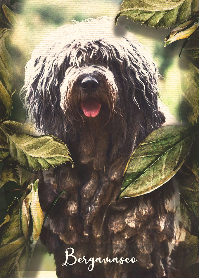Bergamasco