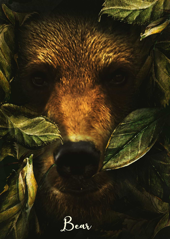 Bear