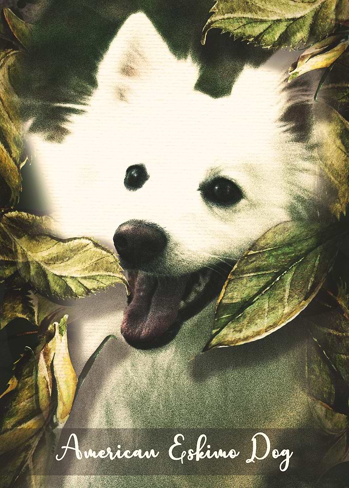 American Eskimo Dog