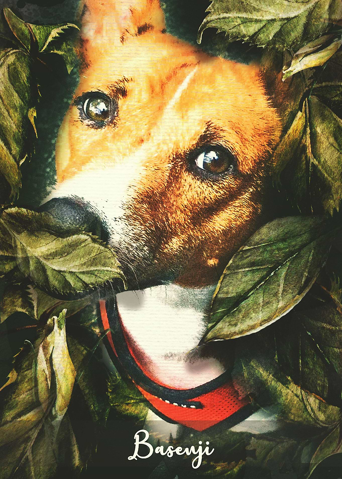 Basenji