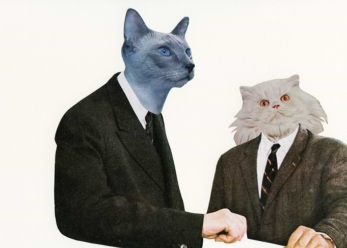 Cat Chat
