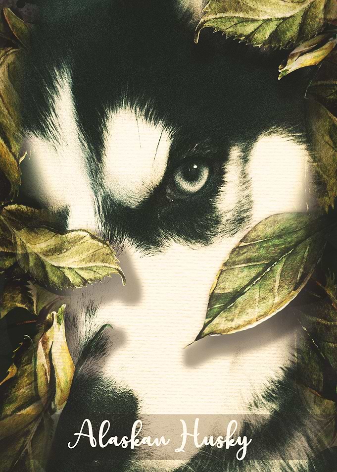Akbash Dog
