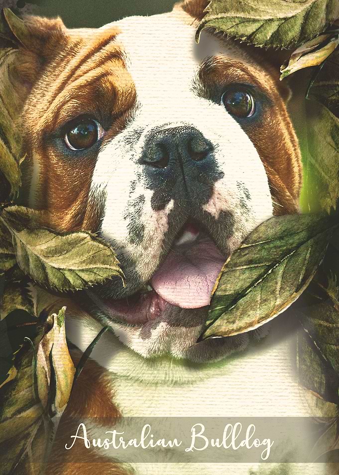 Australian Bulldog