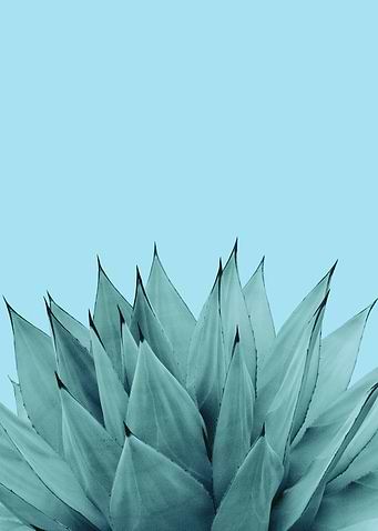 Agave Vibes 6