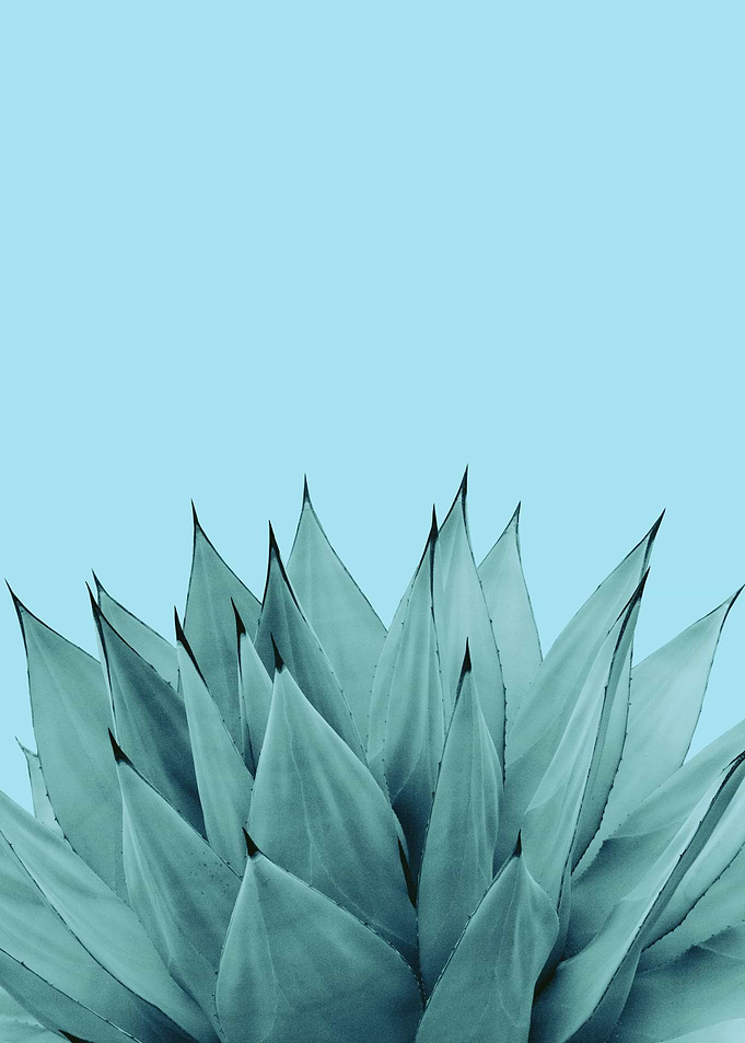 Agave Vibes 6
