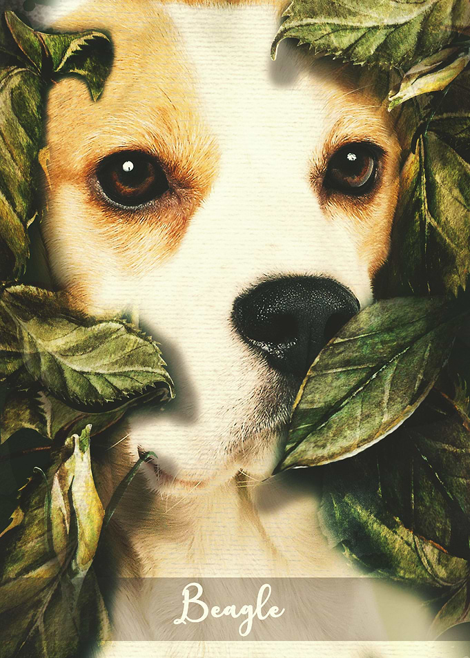 Beagle