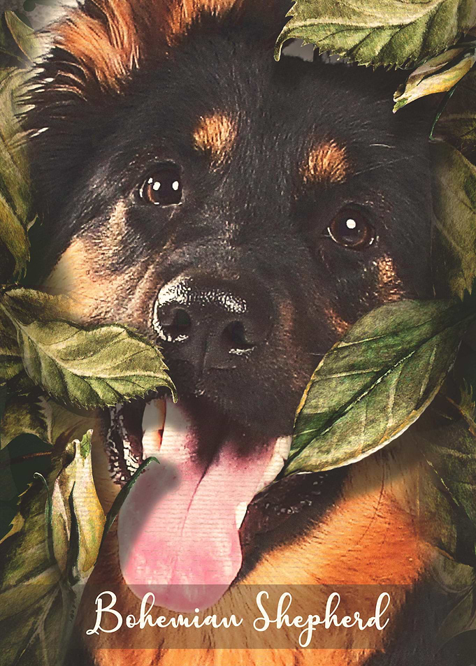 Bohemian Shepherd