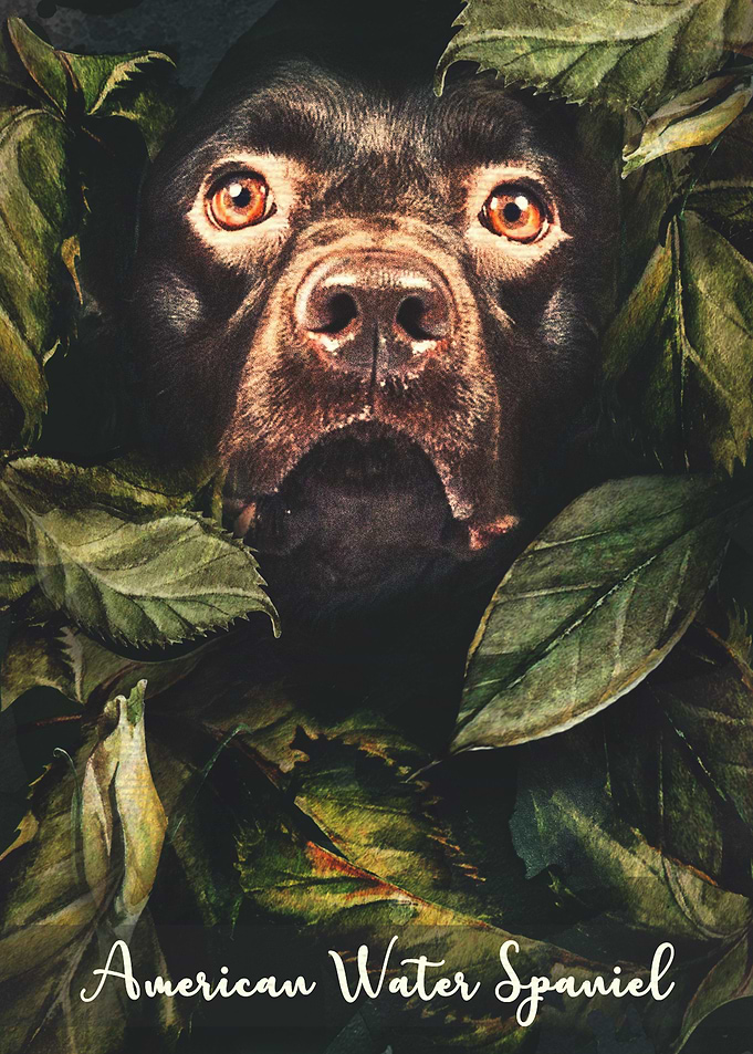 American Water Spaniel