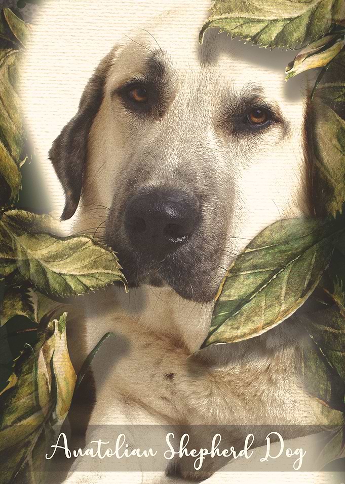 Anatolian Shepherd Dog