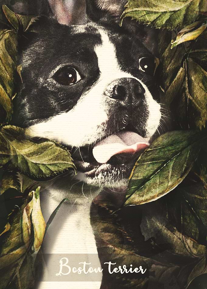 Boston Terrier