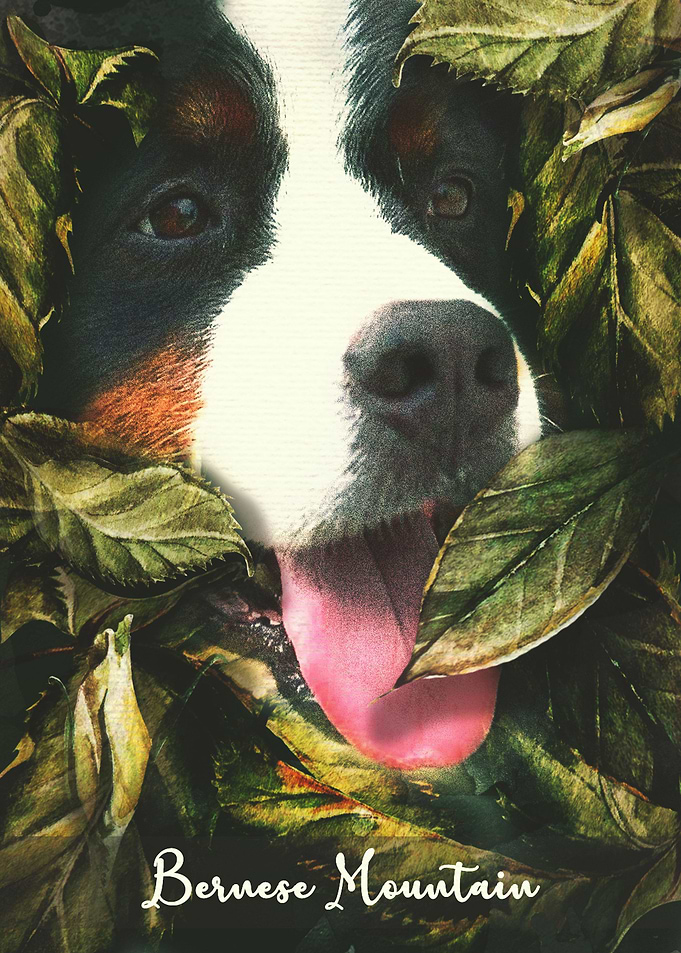 Bernese Mountain Dog