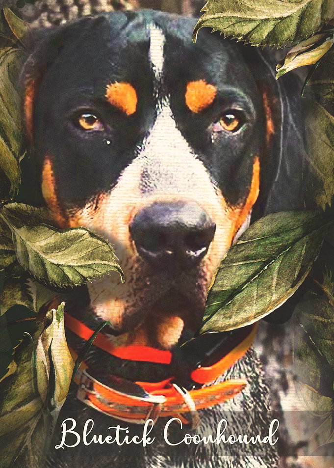 Bluetick Coonhound