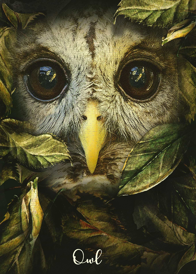 Owl