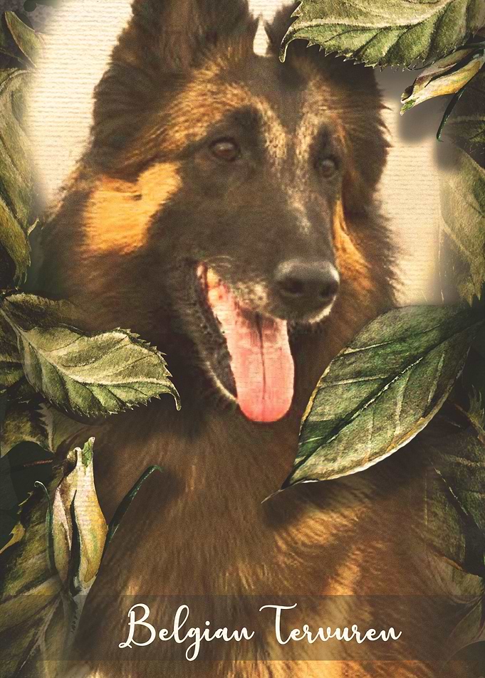 Belgian Tervuren