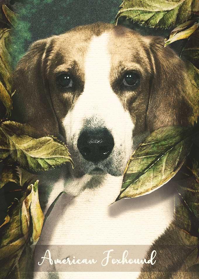 American Foxhound