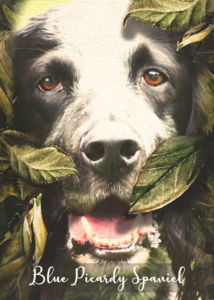 Blue Picardy Spaniel