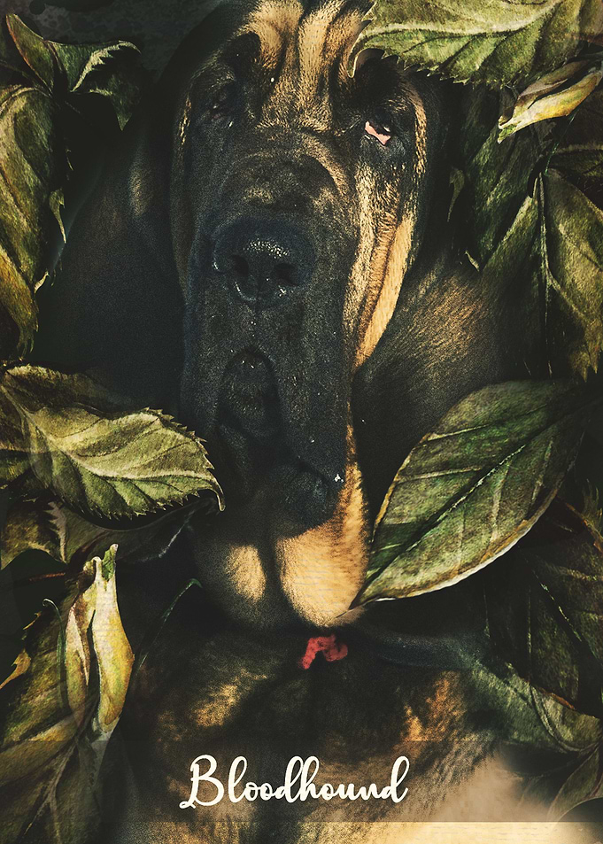 Bloodhound