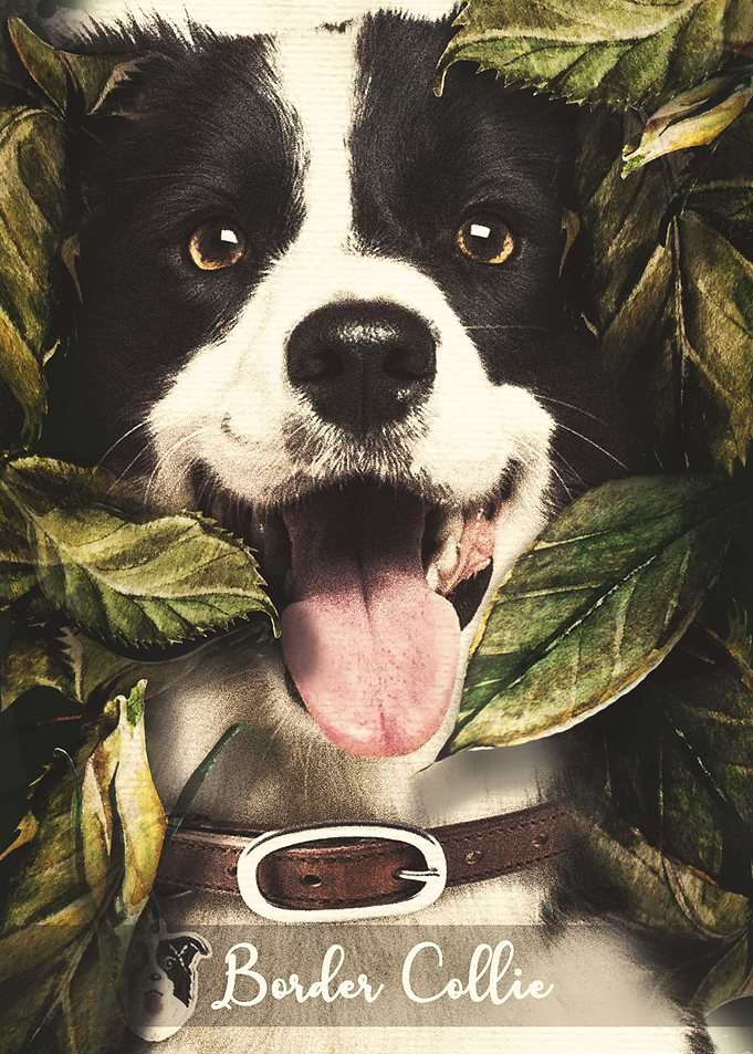 Border Collie