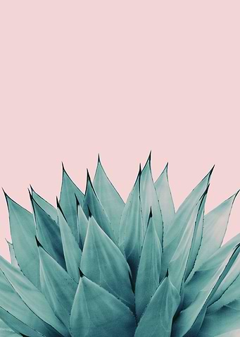 Agave Vibes 5