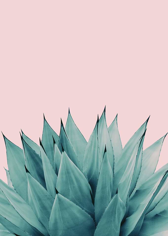 Agave Vibes 5