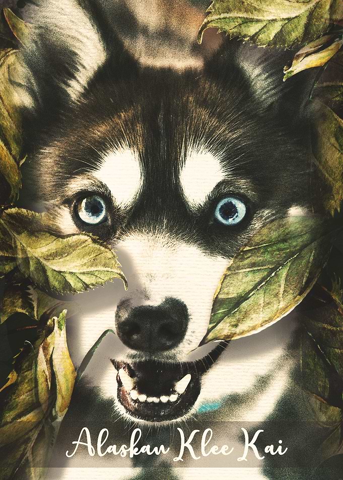 Alaskan Klee Kai