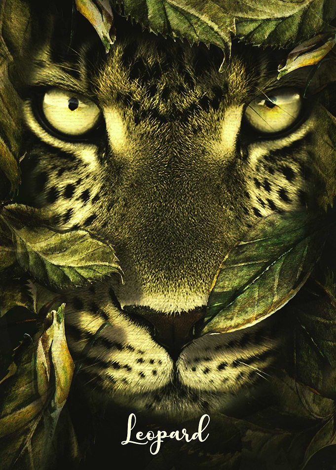 Leopard