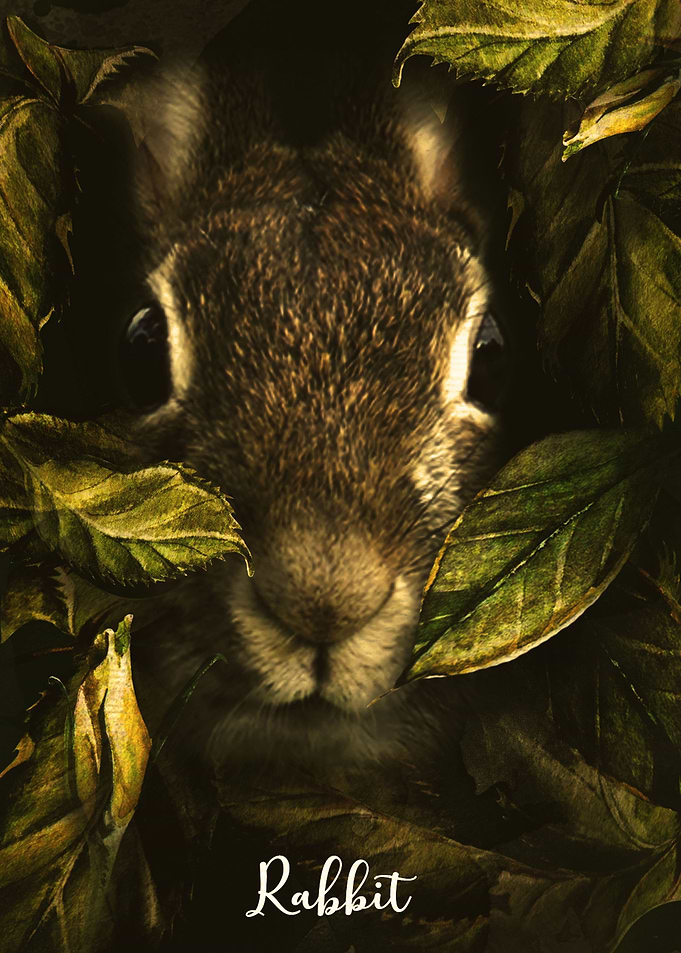 Rabbit