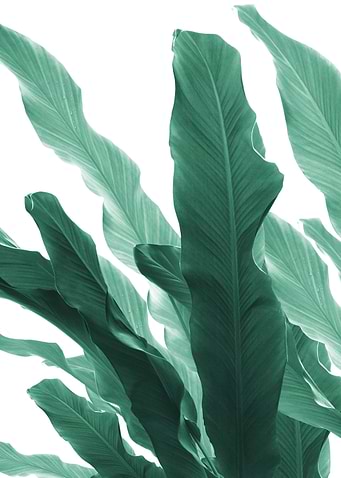 Banana Leaves Jungle 5