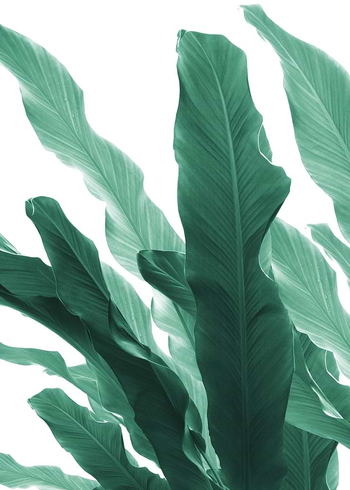 Banana Leaves Jungle 5