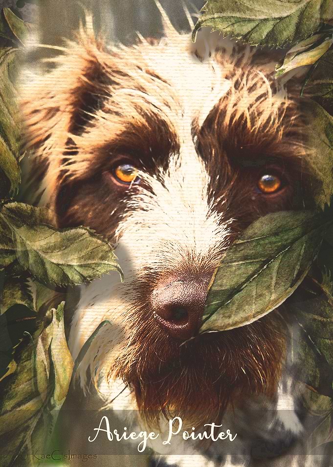 Ariege Pointer