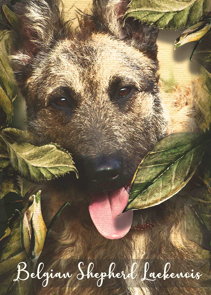 Belgian Shepherd Laekenois
