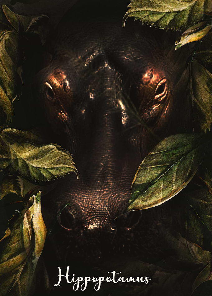 Hippopotamus