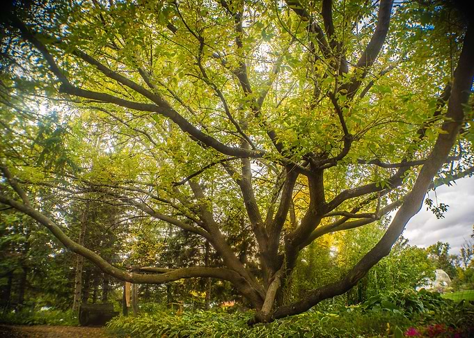 Forest Tree
