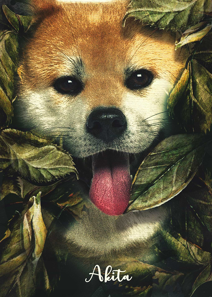 Akita