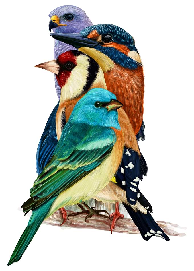 Row of Birds