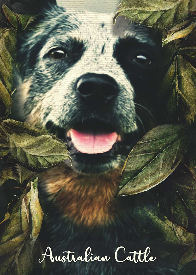 Australian Cattle Dog