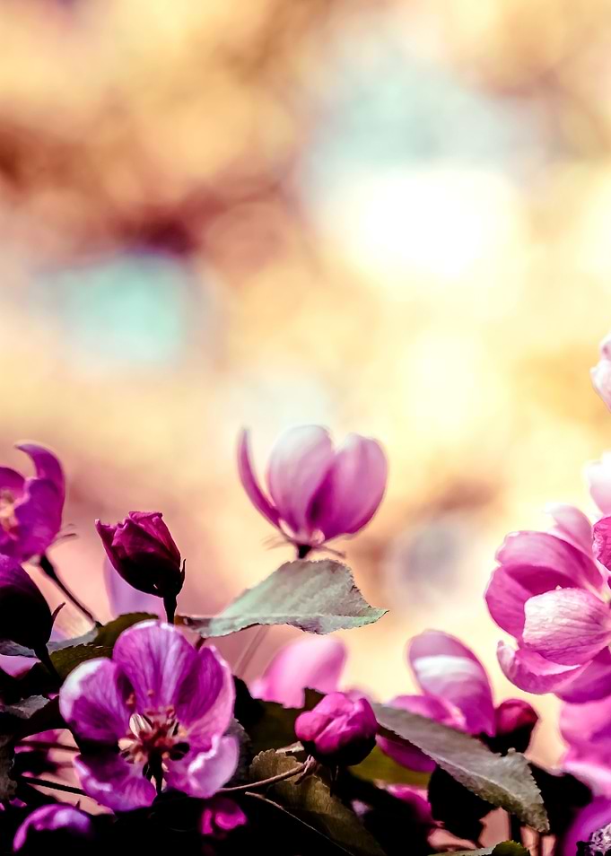 Pink Beige Blossoms Left